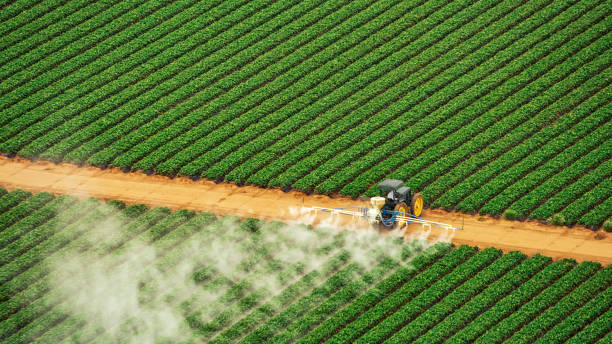 Wasp Removal Services in Cullowhee, NC