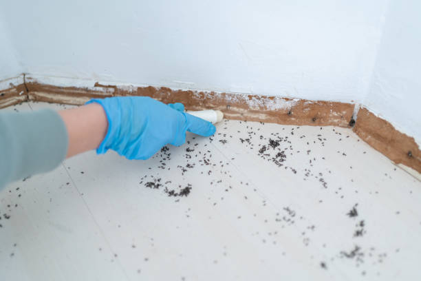 Best Insect Control  in Cullowhee, NC